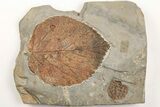 Two Fossil Leaves (Zizyphoides & Davidia) - Montana #203552-1
